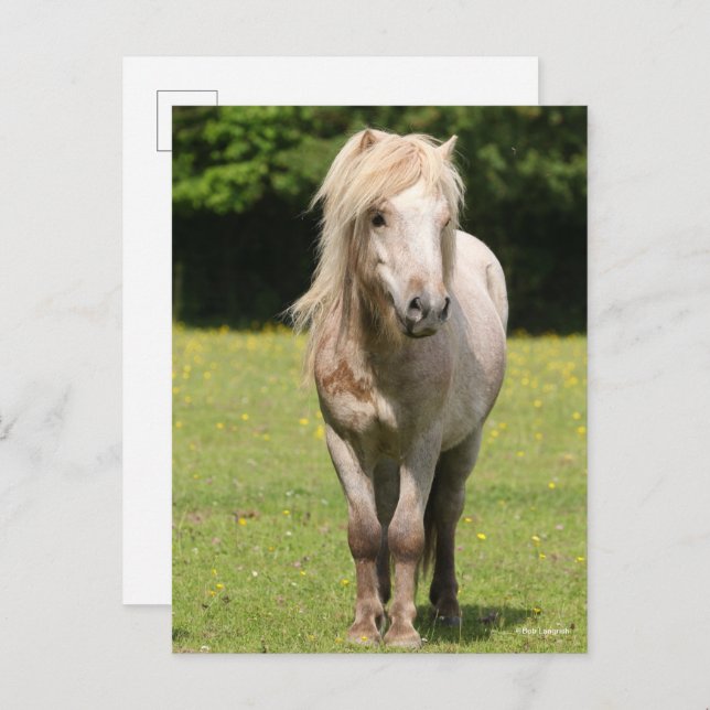 Bob Langrish | Shetland Pony Stehend Postkarte (Vorne/Hinten)