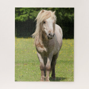 Bob Langrish   Shetland Pony Stehend Puzzle