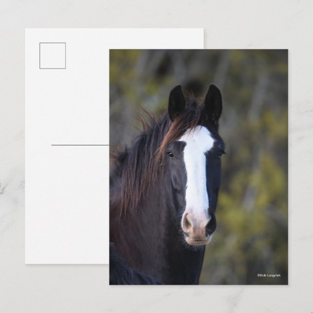 Bob Langrish | Shire Horse Headshot Postkarte (Vorne/Hinten)