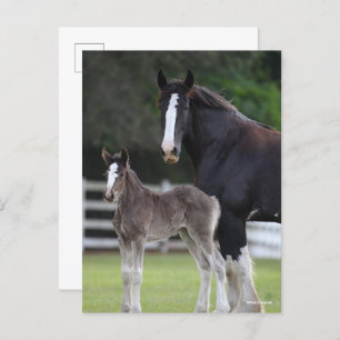 Bob Langrish   Shire Horse Mare and Foal Stehend Postkarte
