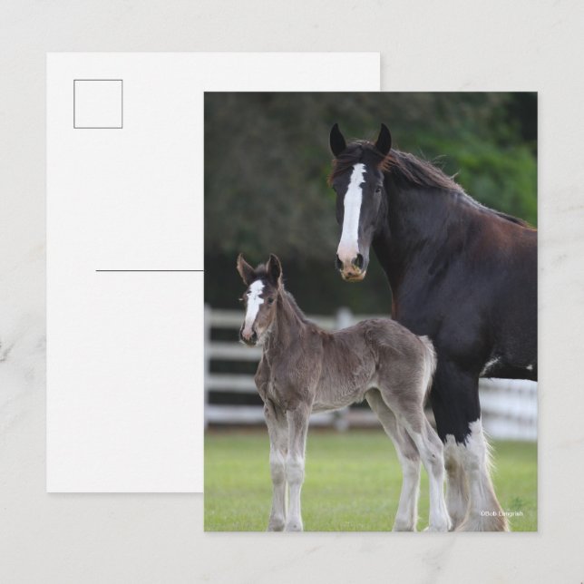 Bob Langrish | Shire Horse Mare and Foal Stehend Postkarte (Vorne/Hinten)