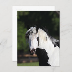 Bob Langrish   Sinti und Roma Vanner Horse Headsho Postkarte