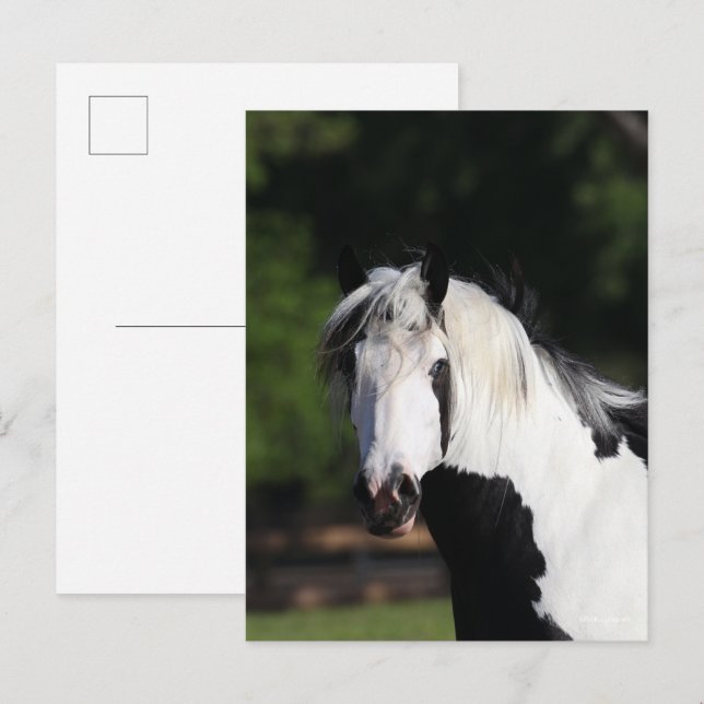 Bob Langrish | Sinti und Roma Vanner Horse Headsho Postkarte (Vorne/Hinten)