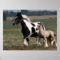 Bob Langrish | Sinti und Roma Vanner Mare and Foal