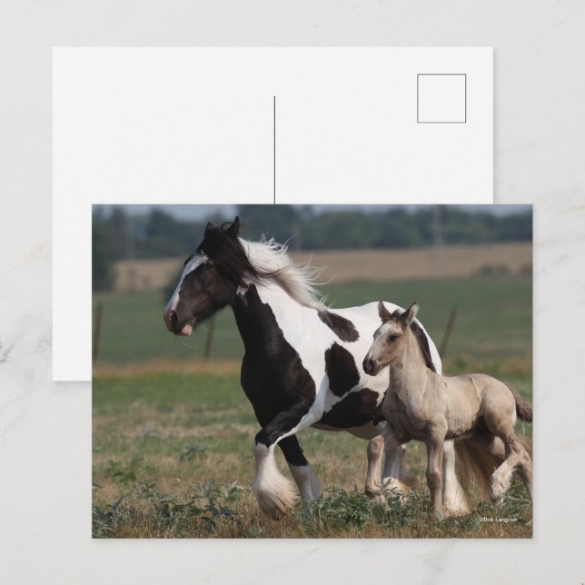 Bob Langrish | Sinti und Roma Vanner Mare and Foal Postkarte (Vorne/Hinten)
