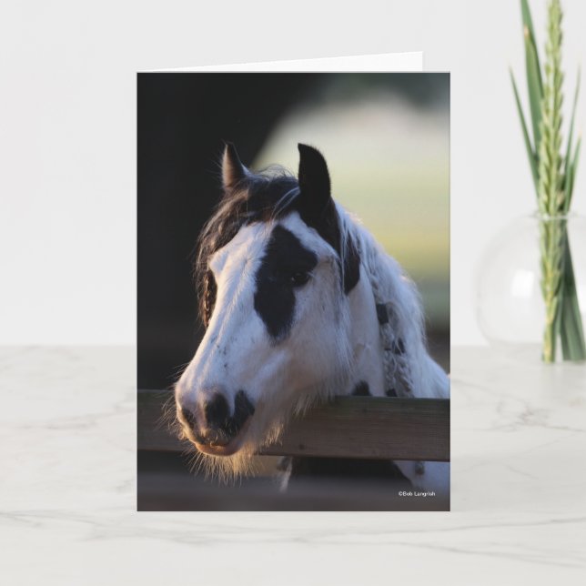 Bob Langrish | Sinti und Roma Vanner mit Blick übe Karte (Vorderseite)