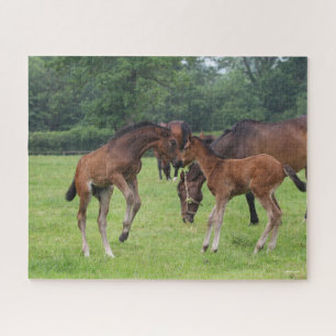 Bob Langrish   Sport Horse Foals Playing Puzzle