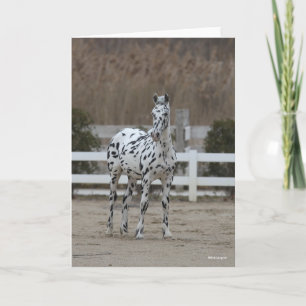 Bob Langrish Spotty Appaloosa Friesian Standing Karte