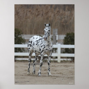 Bob Langrish Spotty Appaloosa Friesian Stehend Poster