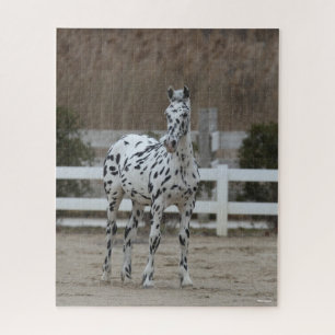 Bob Langrish   Spotty Appaloosa Friesian Stehend Puzzle