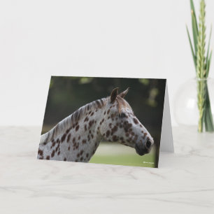Bob Langrish   Spotty Appaloosa Headshot Karte