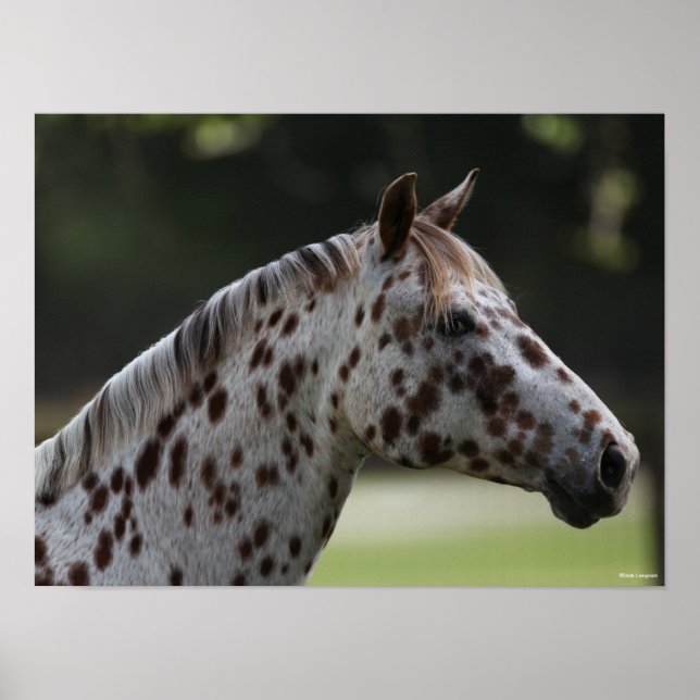 Bob Langrish | Spotty Appaloosa Headshot Poster (Vorne)