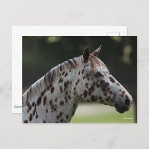 Bob Langrish   Spotty Appaloosa Headshot Postkarte