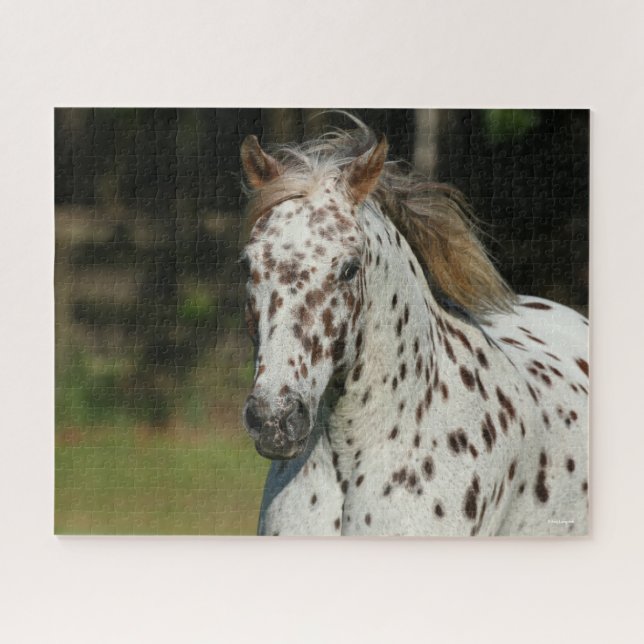 Bob Langrish | Spotty Pony America Headshot Puzzle (Horizontal)