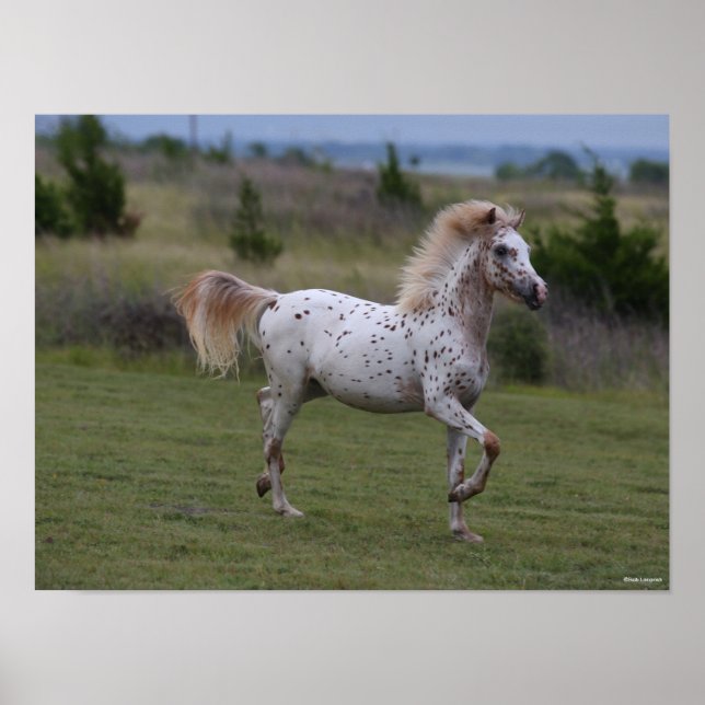 Bob Langrish | Spotty Pony of America Poster (Vorne)