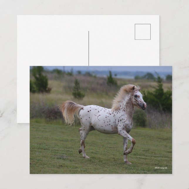 Bob Langrish | Spotty Pony of America Postkarte (Vorne/Hinten)