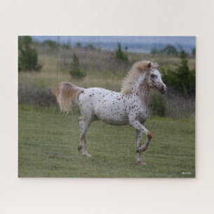 Bob Langrish   Spotty Pony of America Puzzle