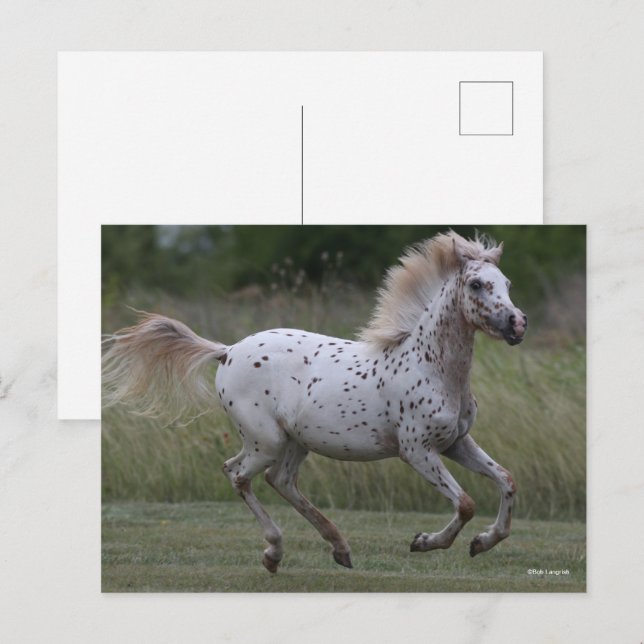 Bob Langrish | Spotty Pony Of America Running Postkarte (Vorne/Hinten)