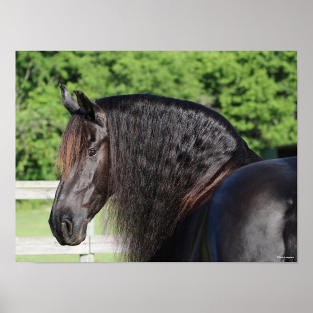 Bob Langrish | Stehender Kopfschuss von Friesian H Poster (Vorne)