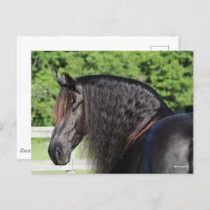 Bob Langrish Stehender Kopfschuss von Friesian H Postkarte
