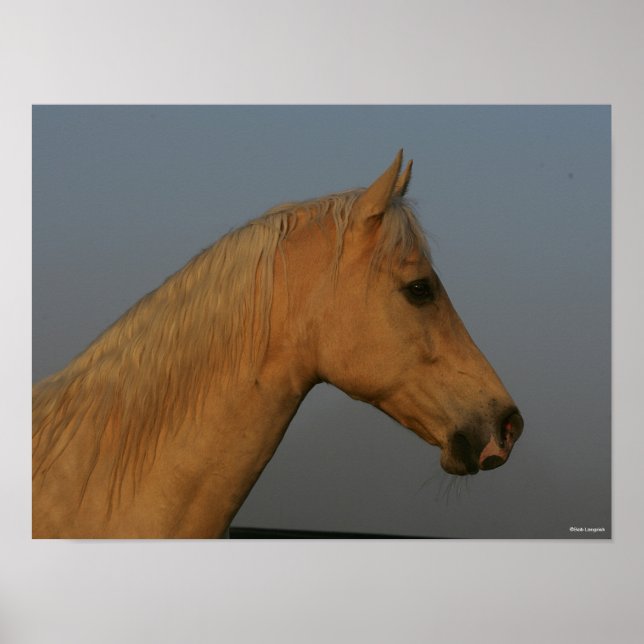 Bob Langrish | Tennessee Walker Mistball Headshot Poster (Vorne)