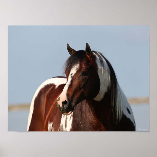 Bob Langrish Tobiano Paint Horse Stallion Headshot Poster (Vorne)