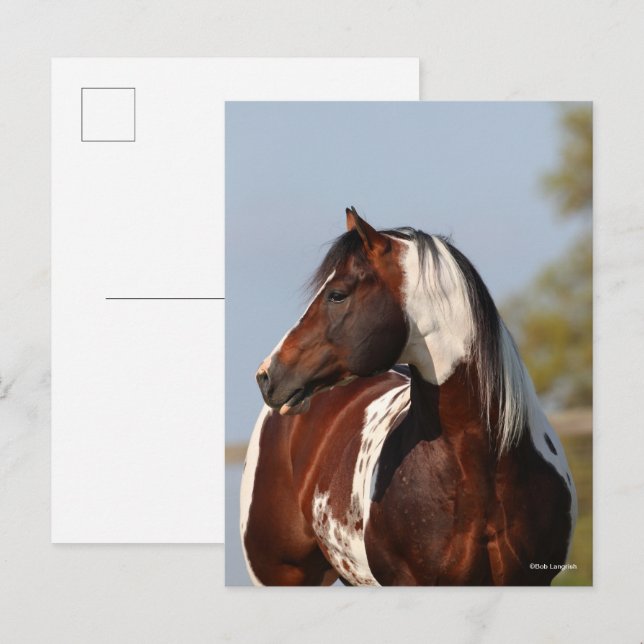 Bob Langrish Tobiano Paint Horse Stallion Kopfschu Postkarte (Vorne/Hinten)