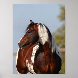 Bob Langrish   Tobiano Paint Stallion Headshot Poster