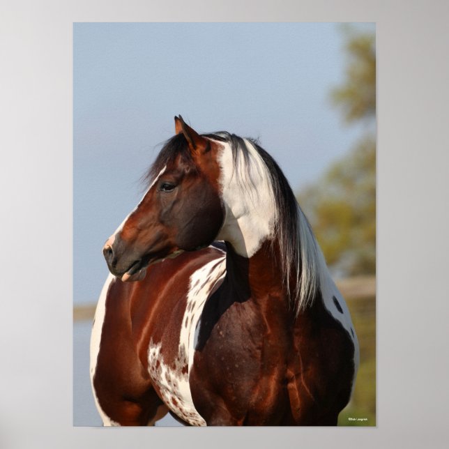 Bob Langrish | Tobiano Paint Stallion Headshot Poster (Vorne)