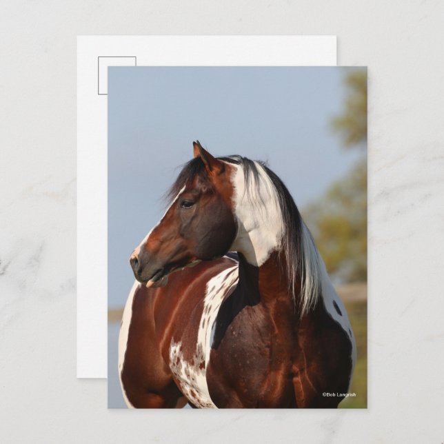 Bob Langrish | Tobiano Paint Stallion Headshot Postkarte (Vorne/Hinten)