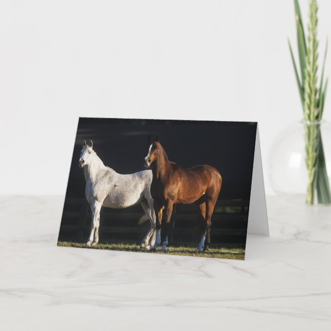 Bob Langrish | Two Arab Mares Standing In Sunlight Karte (Vorderseite)