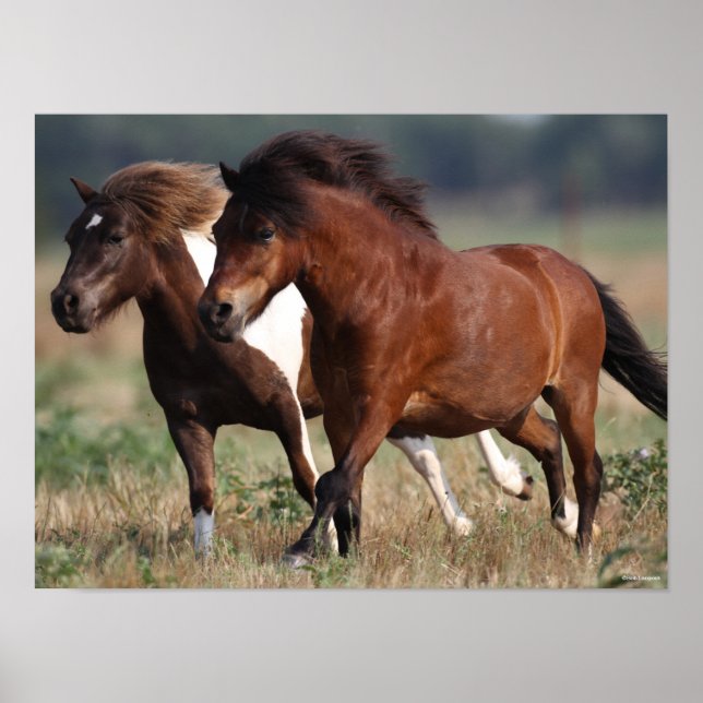 Bob Langrish Two Shetland Ponies laufen zusammen Poster (Vorne)