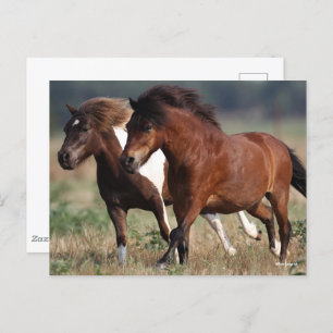 Bob Langrish Two Shetland Ponies laufen zusammen Postkarte