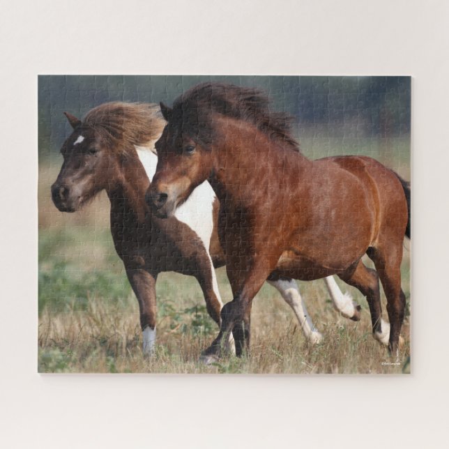 Bob Langrish Two Shetland Ponies laufen zusammen Puzzle (Horizontal)