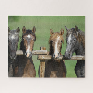 Bob Langrish Vier andalusische Youngstock auf Za Puzzle