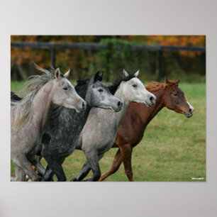 Bob Langrish   Vier arabische Pferde - Headshot Poster
