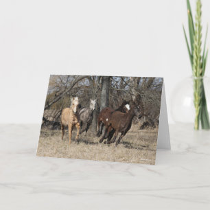 Bob Langrish   Vier Bashkir Curly Pferde laufen Karte