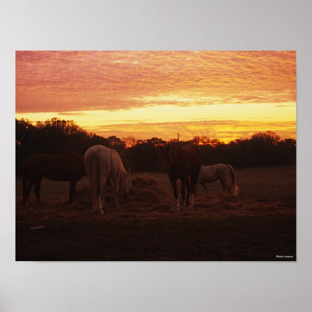 Bob Langrish | Vier Pferde grasen bei Sonnenunterg Poster (Vorne)