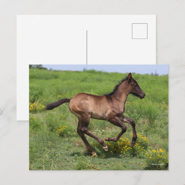 Bob Langrish | Vierteljahrspferd Postkarte (Vorne/Hinten)