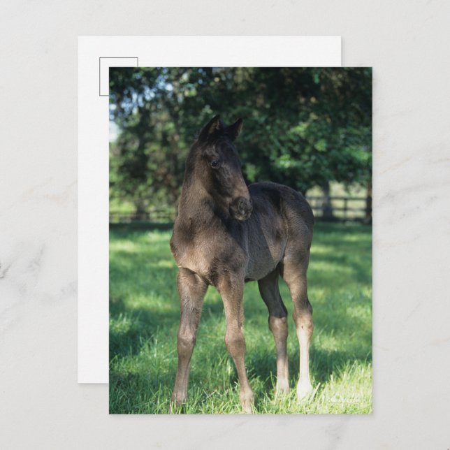 Bob Langrish | Vollblütenfohlen Stehend im Feld Postkarte (Vorne/Hinten)