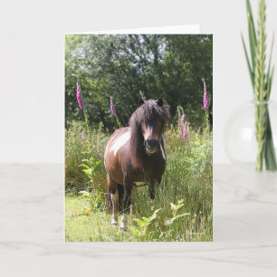 Bob Langrish   Von Blume Stehendes Shetland Pony Karte