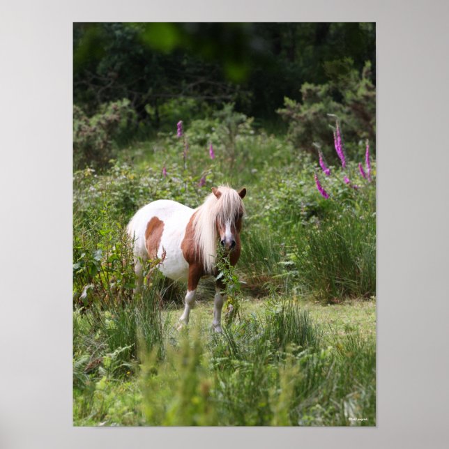 Bob Langrish | Von Blume Stehendes Shetland Pony Poster (Vorne)