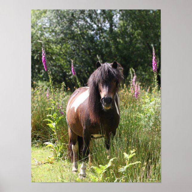 Bob Langrish | Von Blume Stehendes Shetland Pony Poster (Vorne)