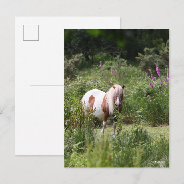 Bob Langrish | Von Blume Stehendes Shetland Pony Postkarte (Vorne/Hinten)