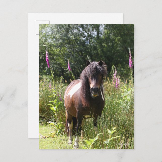Bob Langrish | Von Blume Stehendes Shetland Pony Postkarte (Vorne/Hinten)