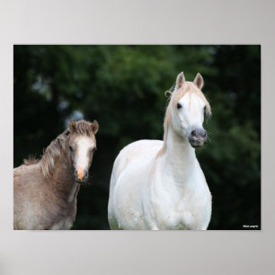 Bob Langrish   Walisische Pony Mare und Foal Poster