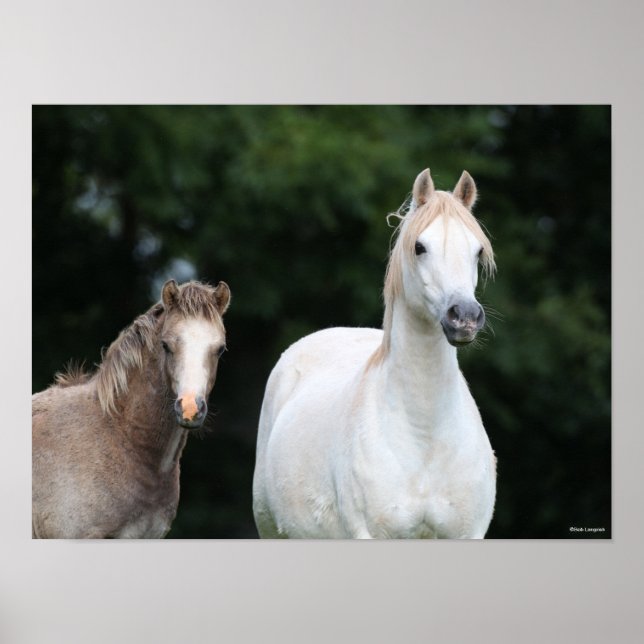 Bob Langrish | Walisische Pony Mare und Foal Poster (Vorne)