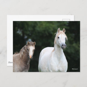 Bob Langrish   Walisische Pony Mare und Foal Postkarte