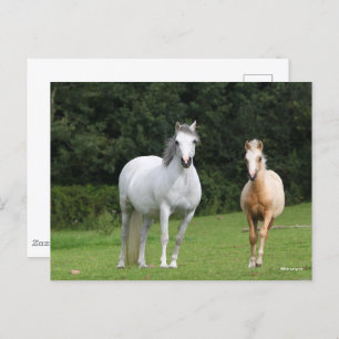 Bob Langrish   Walisische Pony Mare und Foal Postkarte
