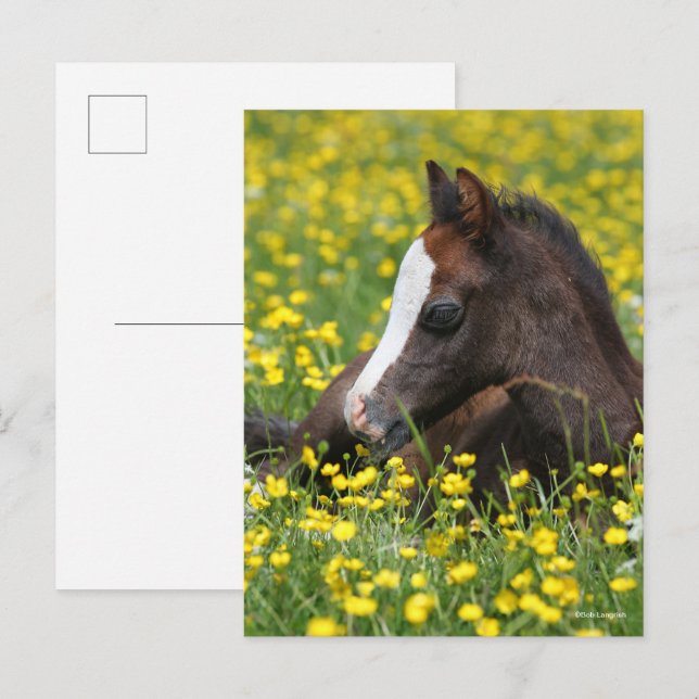 Bob Langrish | Walisischer Pony Foying im Gras Postkarte (Vorne/Hinten)